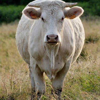 Charolais cow auvergne 2007 07