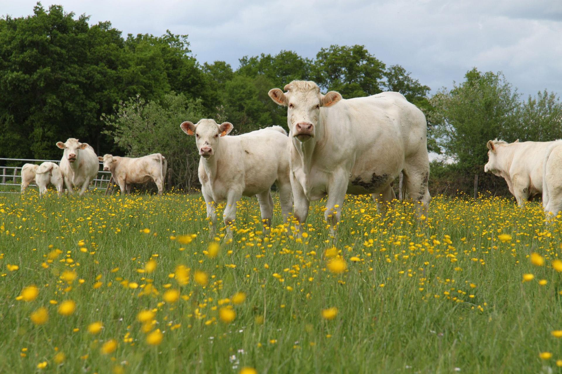 Charolaises en prairie